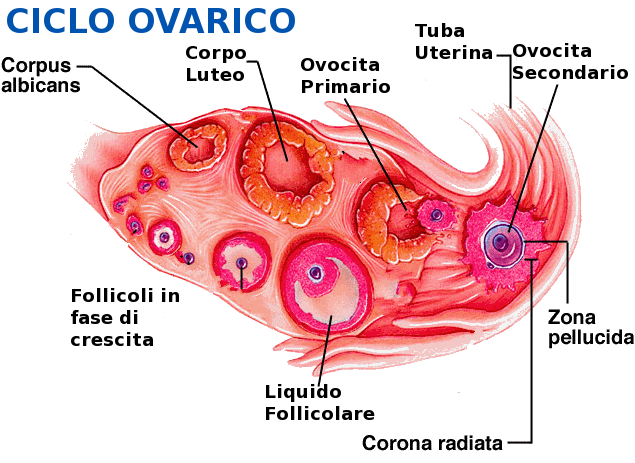 monitoraggio-follicolare